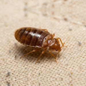 bed bug